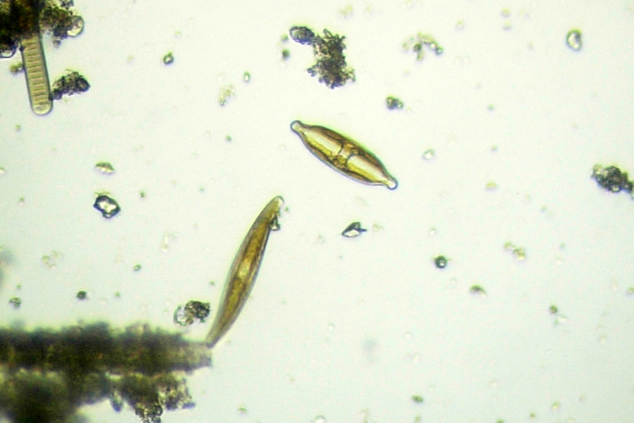Chrysophyta o alghe giallo-dorate